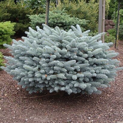 Ель колючая Glauca Globosa 10-20