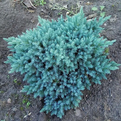 Можжевельник чешуйчатый Blue Star 30-40 C7.5