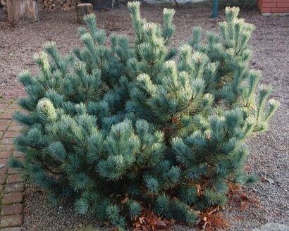 Сосна кедровая стланниковая Glauca 20-25 C3