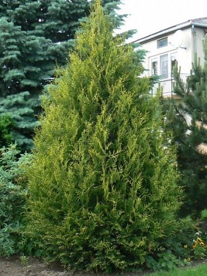 Туя западная Aureospicata 180-200 rb