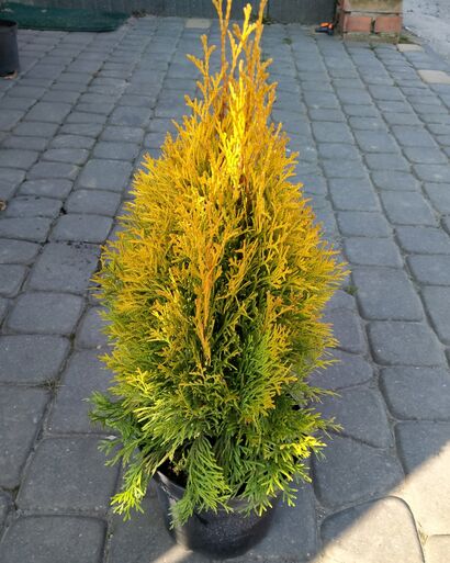 Туя западная Golden Smaragd 100-120 rb